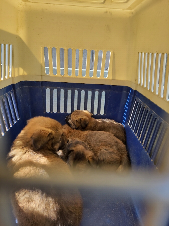 함안군유기동물보호소_448540202400598